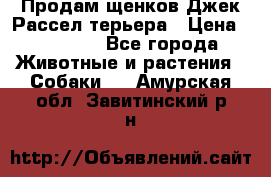 Продам щенков Джек Рассел терьера › Цена ­ 25 000 - Все города Животные и растения » Собаки   . Амурская обл.,Завитинский р-н